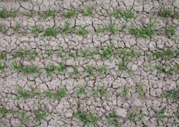 Начинается засуха? На Николаевщине и Херсонщине озимые и сев поздних культур под угрозой