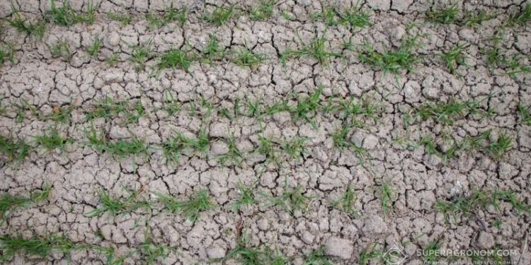 Начинается засуха? На Николаевщине и Херсонщине озимые и сев поздних культур под угрозой