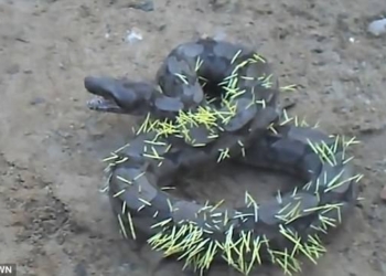 На чужой каравай… В Бразилии удав попытался съесть дикобраза, но уполз, не солоно хлебавши