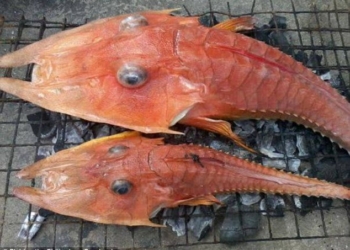 В броне, с ногами и плавает: кто только не живет на морском дне