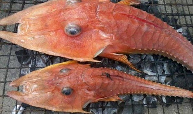 В броне, с ногами и плавает: кто только не живет на морском дне