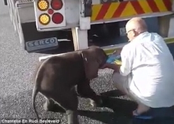 Всегда есть возможность кому-то помочь: в Южной Африке водитель грузовика спас от жажды слоненка