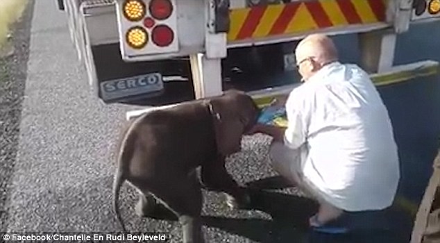 Всегда есть возможность кому-то помочь: в Южной Африке водитель грузовика спас от жажды слоненка 1