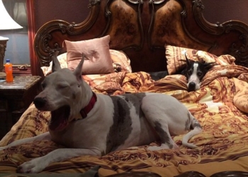 Звери как люди. У каждого из этих датских догов – свое одеяло