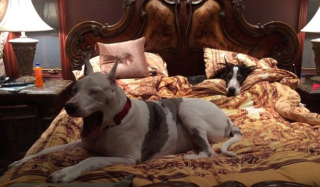 Звери как люди. У каждого из этих датских догов – свое одеяло