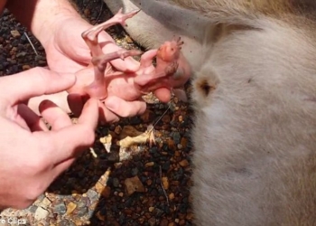 Невероятный момент: малыша кенгуру достали из мешка уже мертвой матери, которую сбила машины