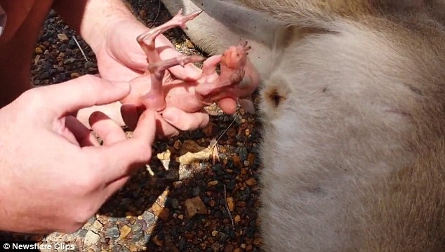 Невероятный момент: малыша кенгуру достали из мешка уже мертвой матери, которую сбила машины