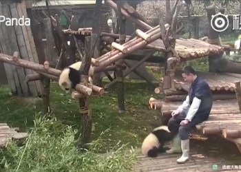 Звери как люди. «Она меня обижает!» – детеныш панды ищет защиты у человека от своей сестры-близнеца