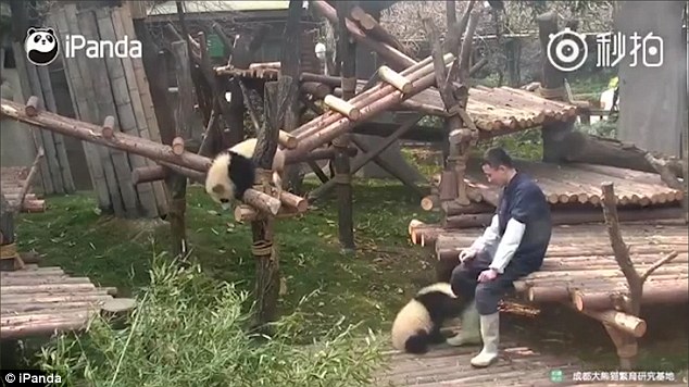 Звери как люди. «Она меня обижает!» - детеныш панды ищет защиты у человека от своей сестры-близнеца 1