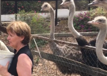 Женщина хотела сфотографироваться со страусами – еле осталась жива