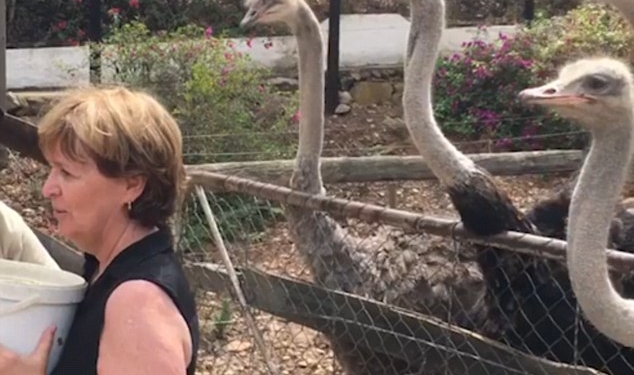 Женщина хотела сфотографироваться со страусами – еле осталась жива