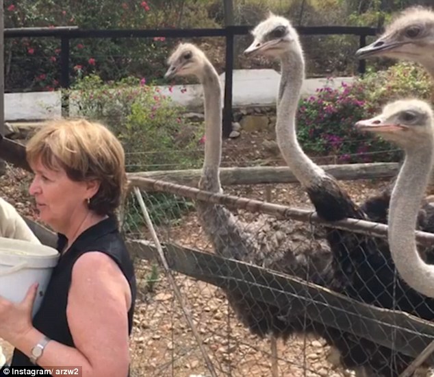 Женщина хотела сфотографироваться со страусами – еле осталась жива 1