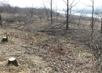 В Николаевской области вырубили почти 200 дубов