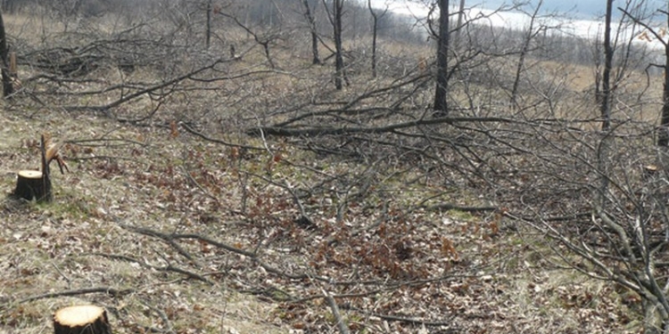 В Николаевской области вырубили почти 200 дубов