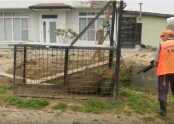 В Японии дикие кабаны заняли территорию, брошенную людьми после аварии на Фукусиме. Их отстреливают тысячами