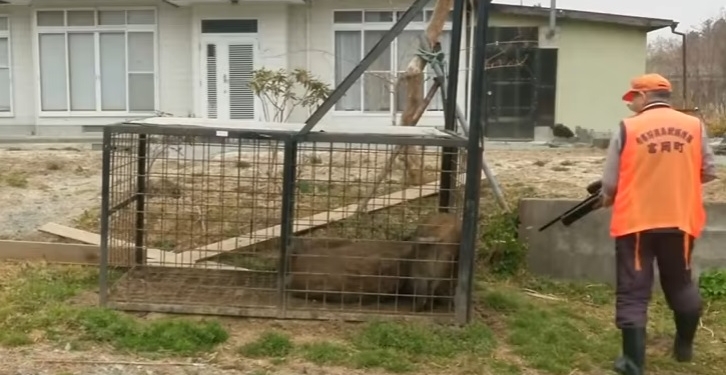 В Японии дикие кабаны заняли территорию, брошенную людьми после аварии на Фукусиме. Их отстреливают тысячами