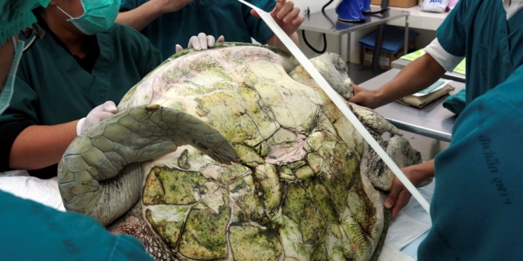 В Тайланде черепаха проглотила 5 кг денег. Хирурги извлекли из ее желудка 915 монет