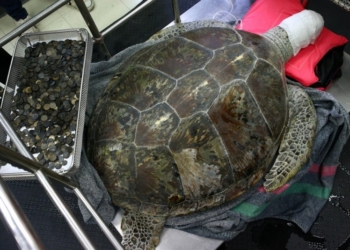 В Таиланде умерла черепаха, проглотившая 915 монет – из-за осложнений после операции по их извлечению
