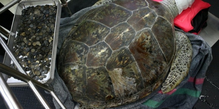 В Таиланде умерла черепаха, проглотившая 915 монет – из-за осложнений после операции по их извлечению