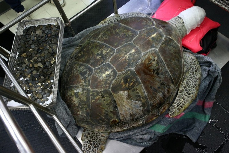 В Таиланде умерла черепаха, проглотившая 915 монет – из-за осложнений после операции по их извлечению 1