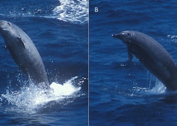 Ученым впервые удалось показать редчайшего кита