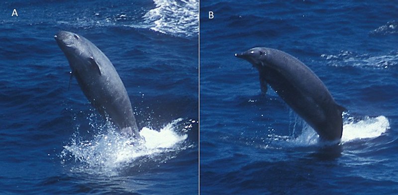 Ученым впервые удалось показать редчайшего кита 1