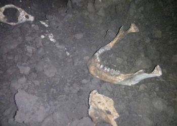 В Николаевской области во время сельхозработ выкопали скелет