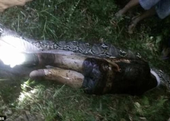 Нервным не смотреть. Огромный питон проглотил мужчину. Его вспороли, но…(18+)