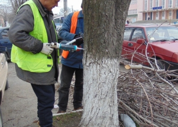 Николаеву и не снилось? В Первомайске начали вакцинировать каштаны