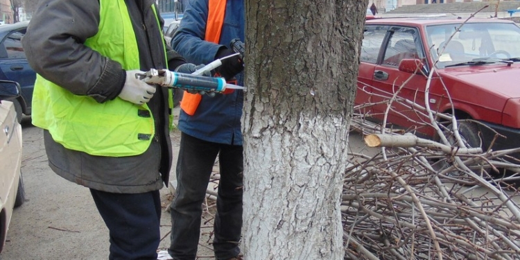 Николаеву и не снилось? В Первомайске начали вакцинировать каштаны
