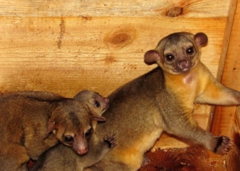 «Я покажу вам кинкажу»: в Николаевском зоопарке у пары «медовых медведей» – пополнение