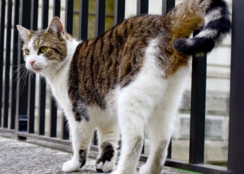 В Британии даже котам не позволено лениться: Главный мышелов резиденции британского премьера может быть уволен