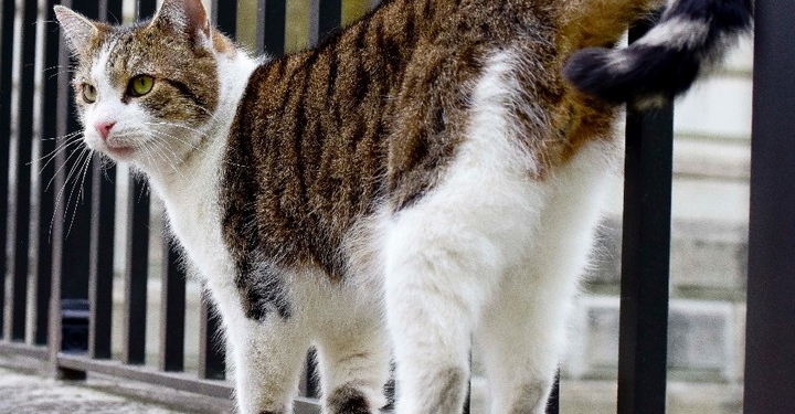 В Британии даже котам не позволено лениться: Главный мышелов резиденции британского премьера может быть уволен