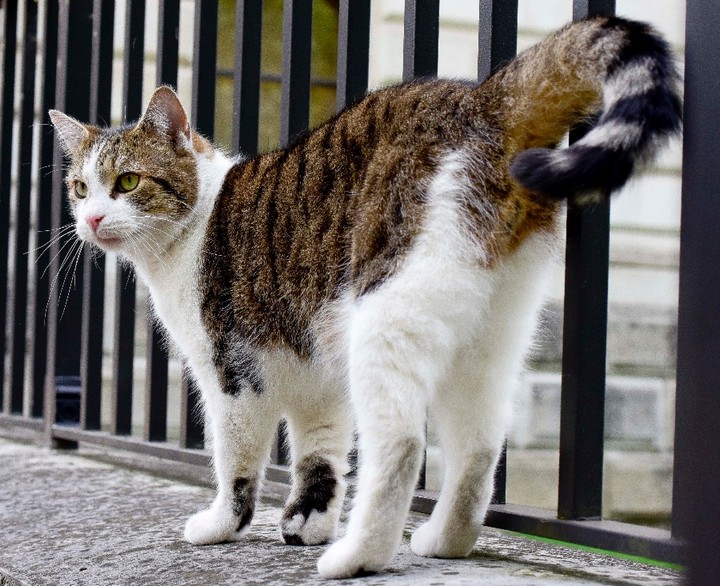 В Британии даже котам не позволено лениться: Главный мышелов резиденции британского премьера может быть уволен 2