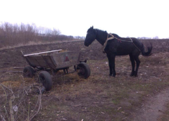 Почти «приключение»: в Кривоозерском районе два молодых человека сначала украли коня, а потом вывезли на нем еду и алкоголь из местного магазина