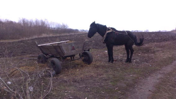 Почти «приключение»: в Кривоозерском районе два молодых человека сначала украли коня, а потом вывезли на нем еду и алкоголь из местного магазина
