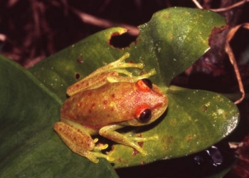 В Южной Америке отыскали «светящуюся» лягушку: ближайшие аналоги встречаются в царстве растений