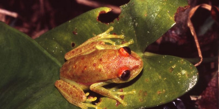 В Южной Америке отыскали «светящуюся» лягушку: ближайшие аналоги встречаются в царстве растений