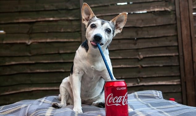 Этот джек-рассел-терьер пил «Кока-колу» каждый день и потерял 12 из 16 зубов