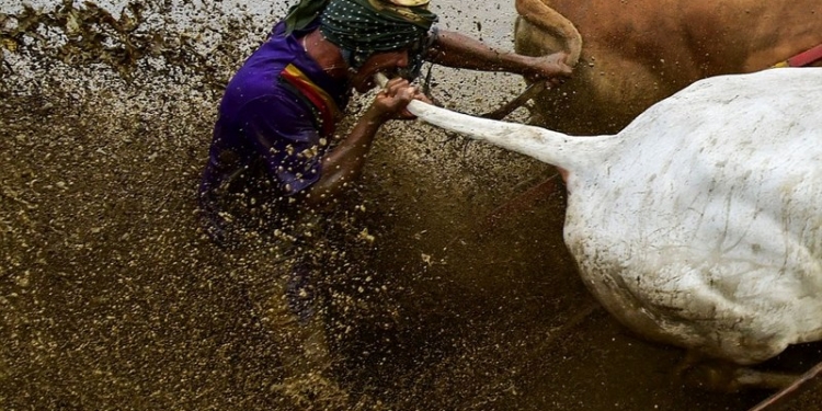 Укусить быка за хвост, чтобы бежал быстрее: на Суматре прошли традиционные гонки на быках