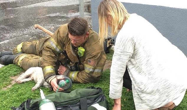 В Калифорнии спасатели реанимировали собаку, которая на пожаре наглоталась дыма, – и нужная аппаратура, и желание у них было