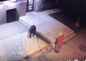 Приличные вроде тетки. В Николаеве массово воруют саженцы на общественных клумбах