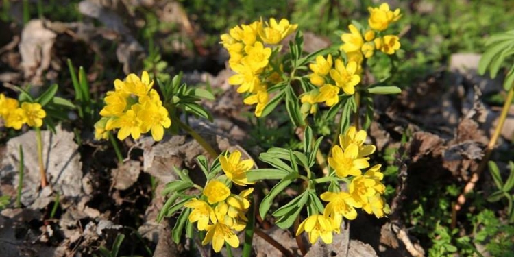 Первые и самые дорогие: РЛП «Тилигульский» уже радует первоцветами