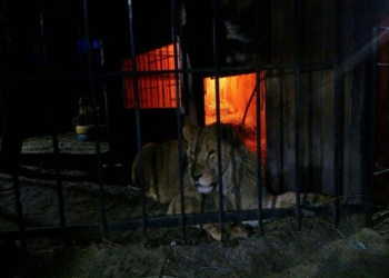 Чистых не любит? В Запорожье лев напал на клиента бани