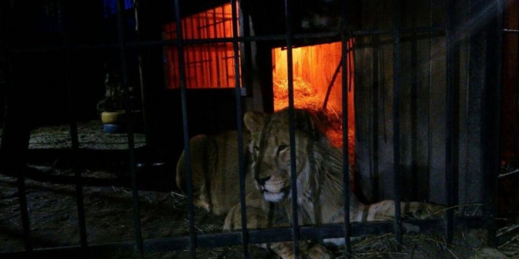 Чистых не любит? В Запорожье лев напал на клиента бани