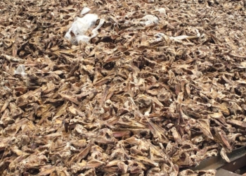 Ужас на Волыни. Рядом с Ковелем активисты протестуют из-за ветсанзавода – там скопище трупов и останков животных