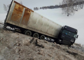 В РФ машина с цирковыми тиграми перевернулась в ДТП. Сопровождающие сбежали