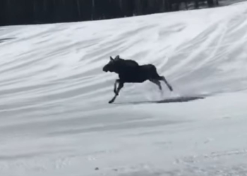 Лось и лыжи. Сноубордисты помчали еще быстрее, когда зверь выбежал на трассу