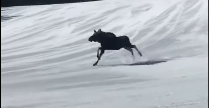 Лось и лыжи. Сноубордисты помчали еще быстрее, когда зверь выбежал на трассу