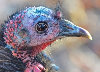 Птица-самоубийца. В США индейка атаковала автомобиль